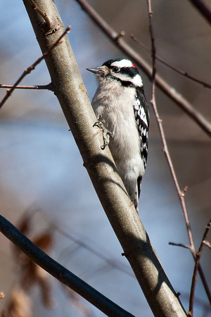 Male Downy Woodpecker-2